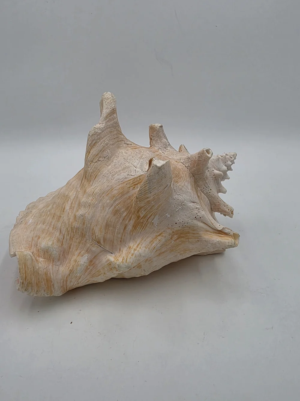 Queen Conch Shell – Large, Glossy Pink